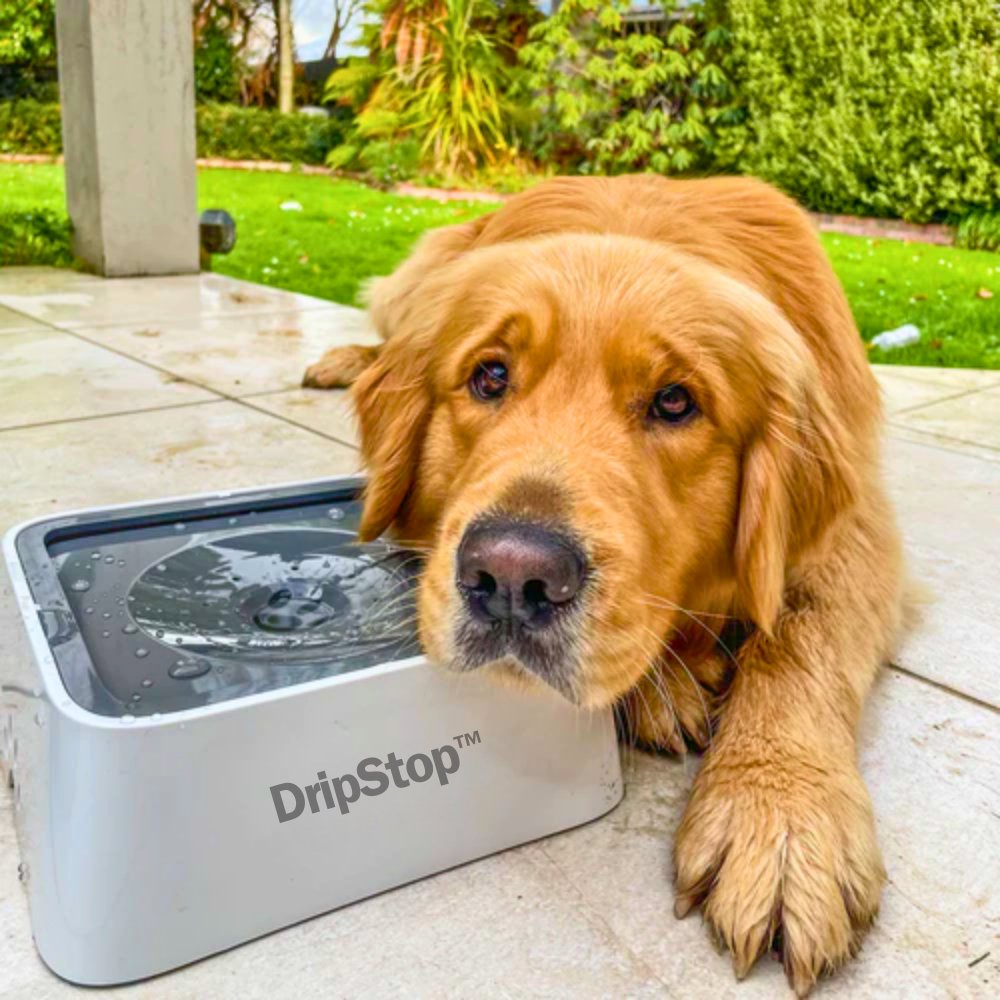 DripStop™ - No Spill Dog Bowl - Homeclick | One Click Away!