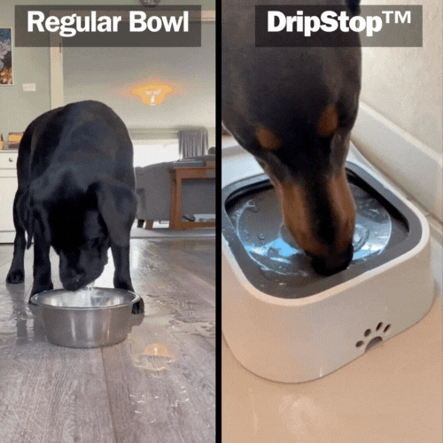 DripStop™ - No Spill Dog Bowl - Homeclick | One Click Away!